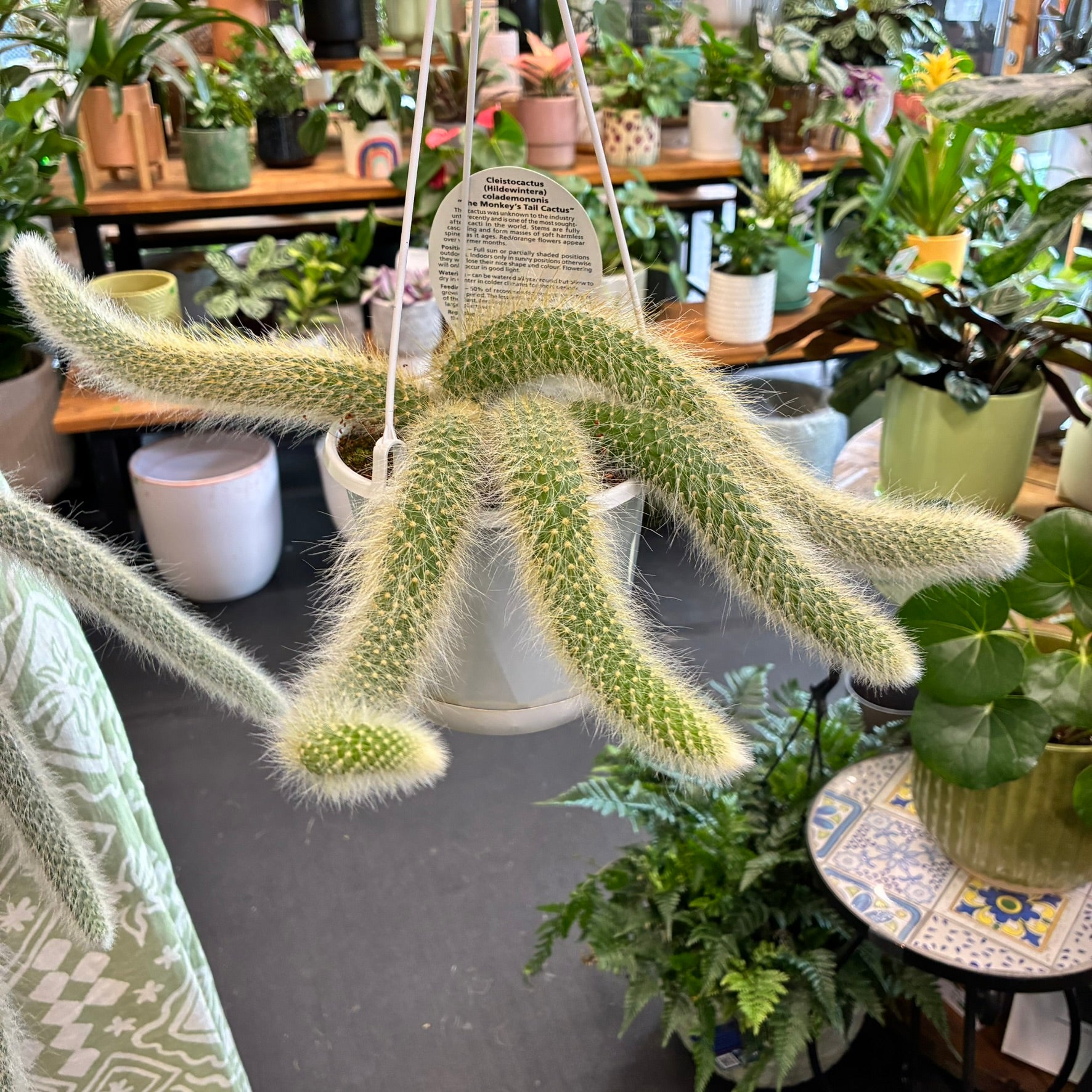 monkey tail succulent for sale Monkey Tail Cactus – JoJo's Greens