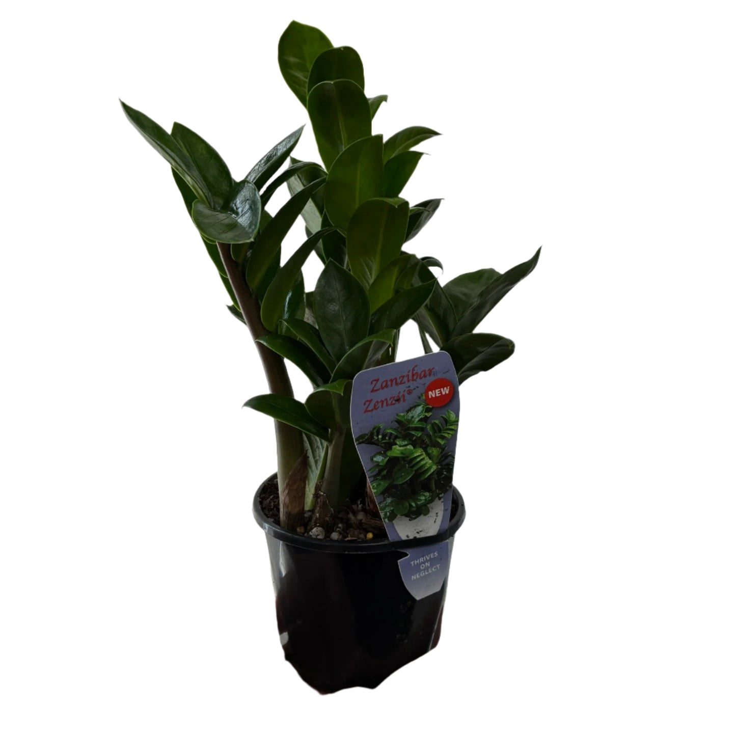 Zanzibar Zenzil 10cm Pot