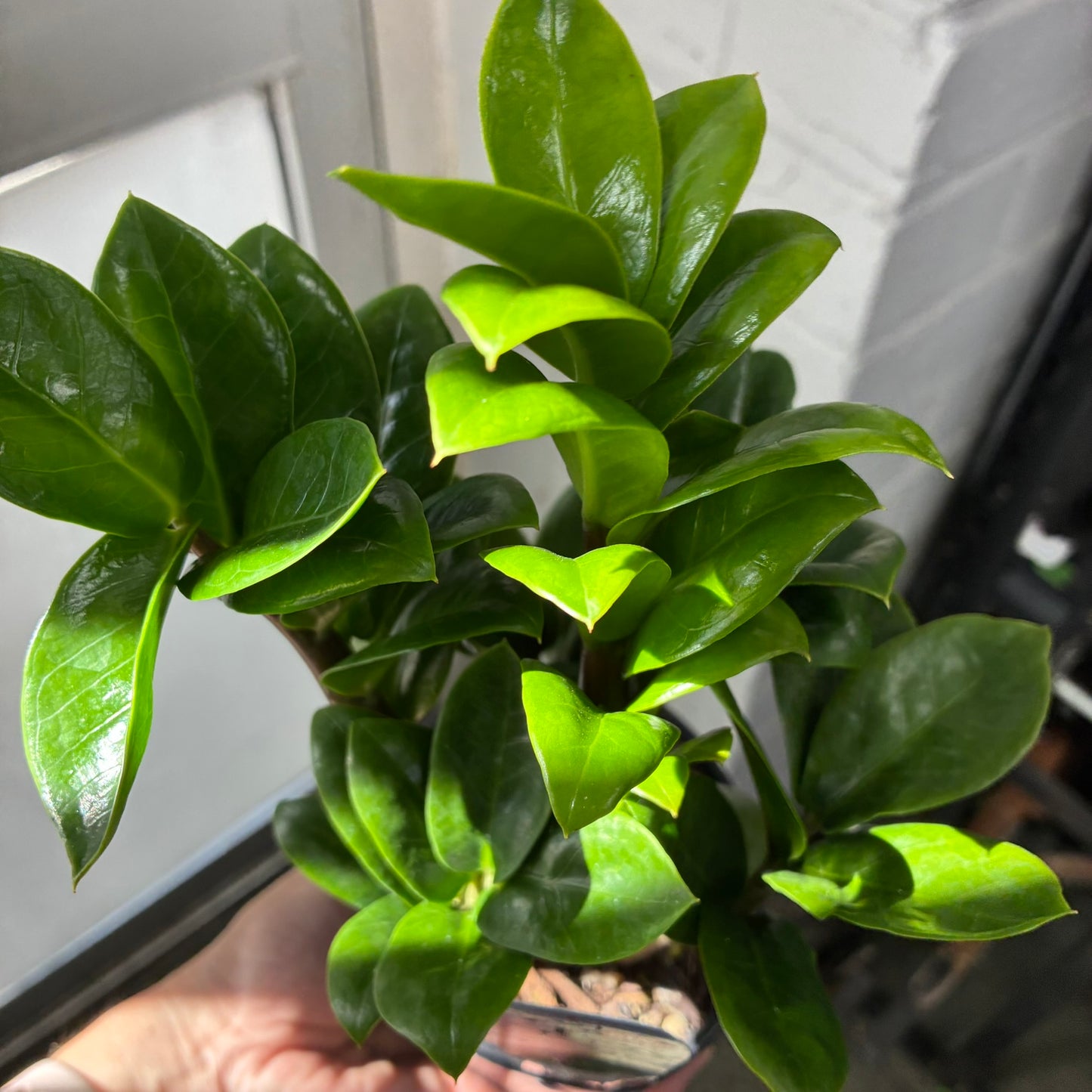 Zanzibar Zenzil 10cm Pot
