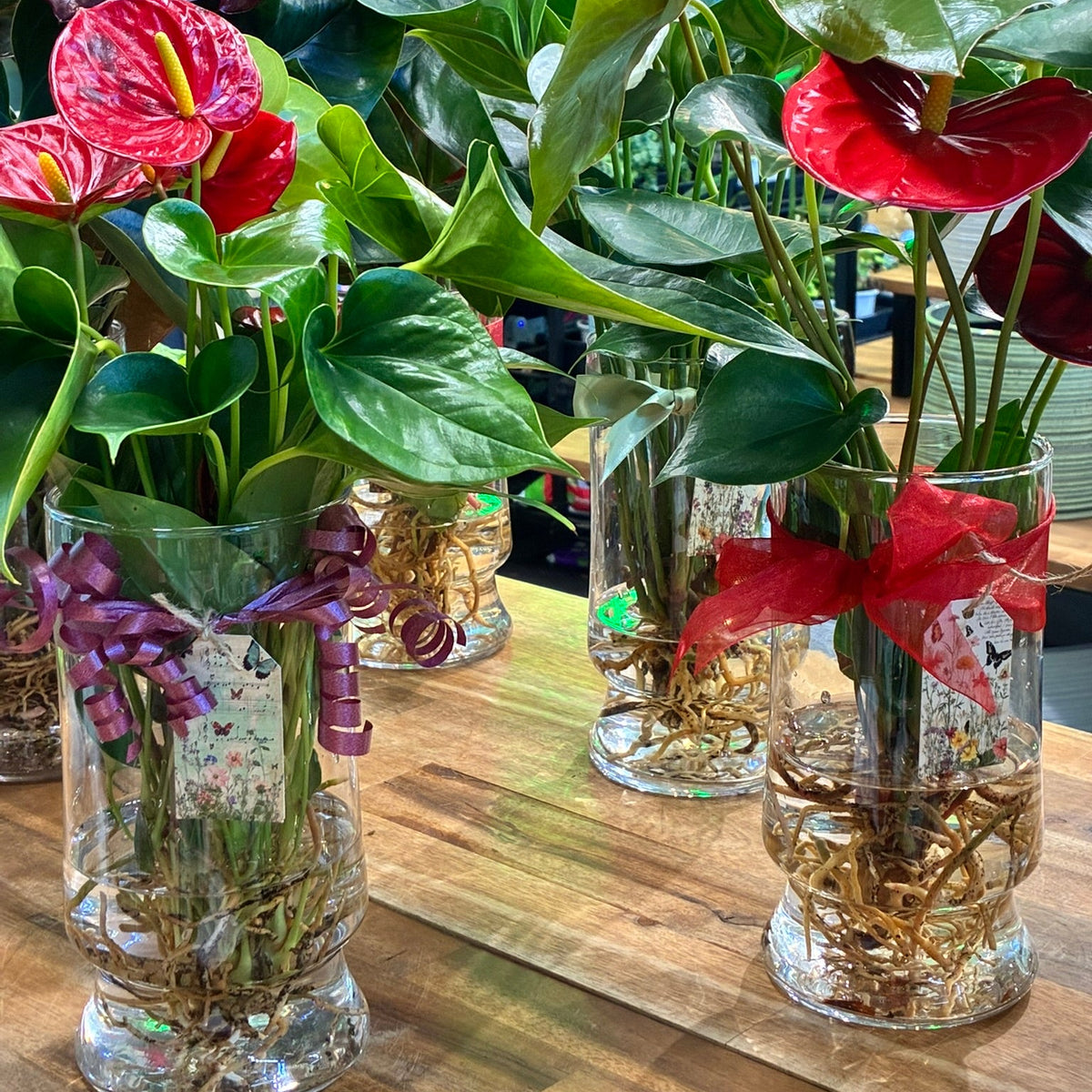 Hydroponic Anthurium in Tall Glass Vase