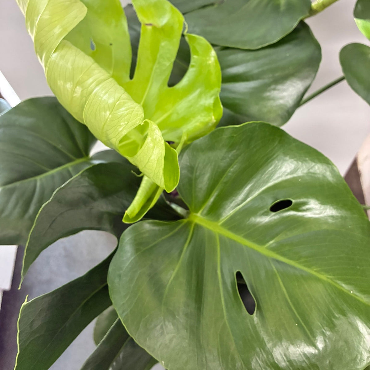 Monstera Deliciosa 250mm