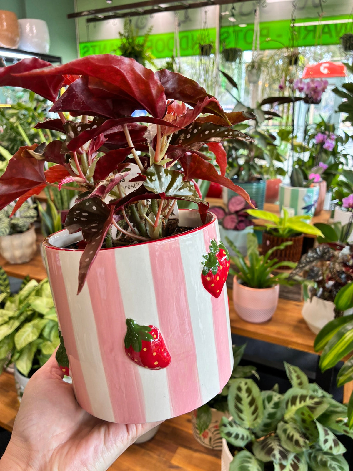 Strawberry Delight Planter