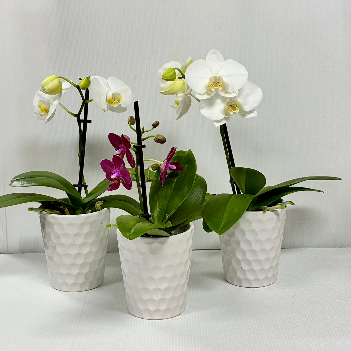 Phalaenopsis Orchid with Ceramic White Pot