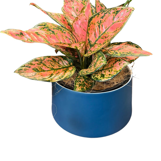 Samso Navy Porcelain pot with Pink Aglaonema