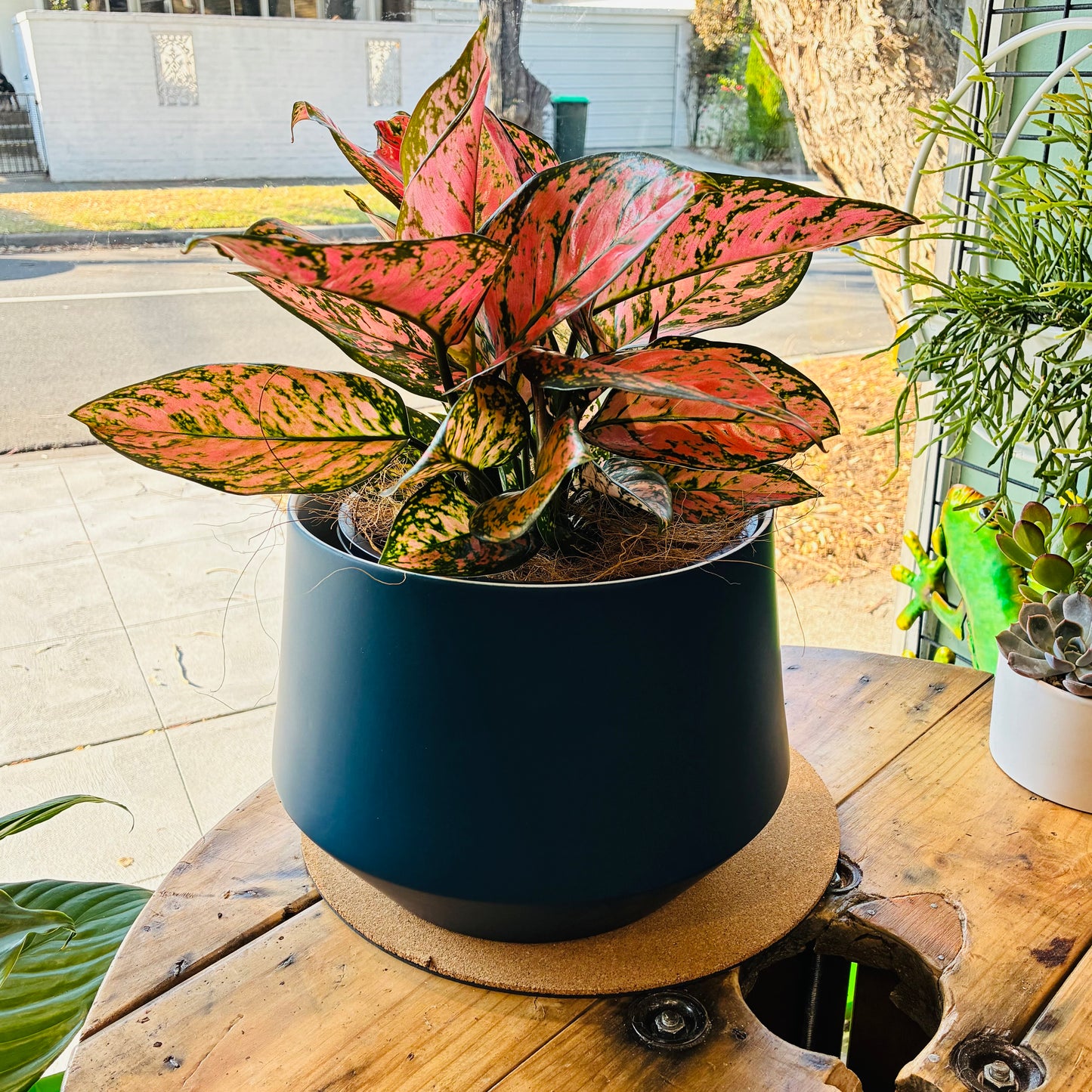Samso Navy Porcelain pot with Pink Aglaonema