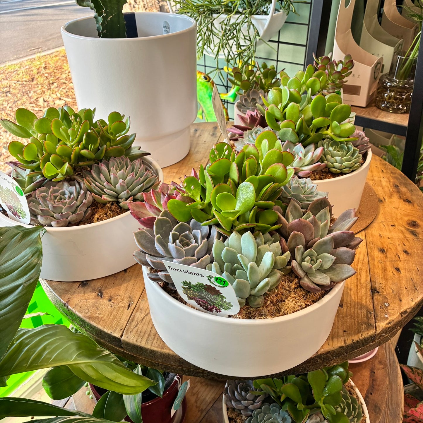 Succulent Bowl 230mm