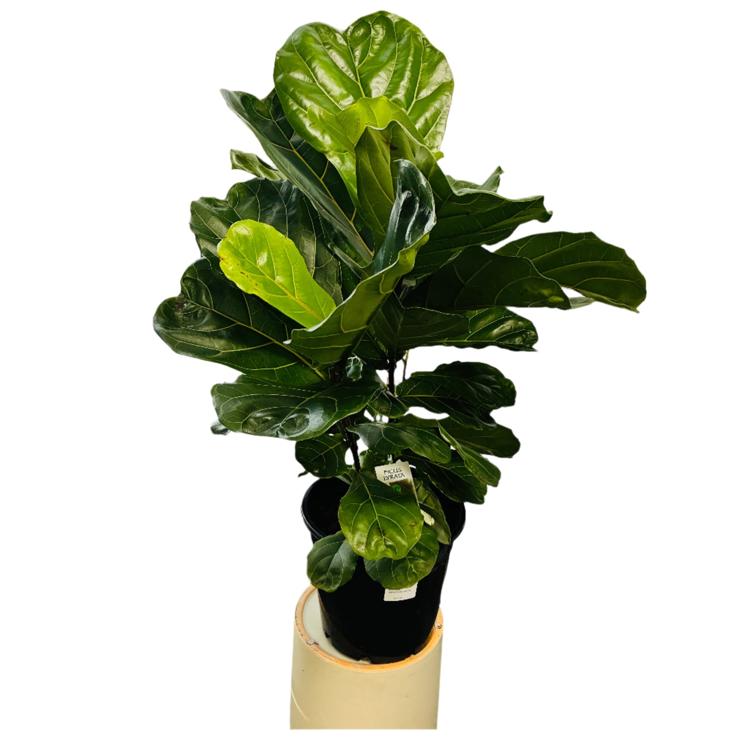 Fiddle Leaf Fig 25cm