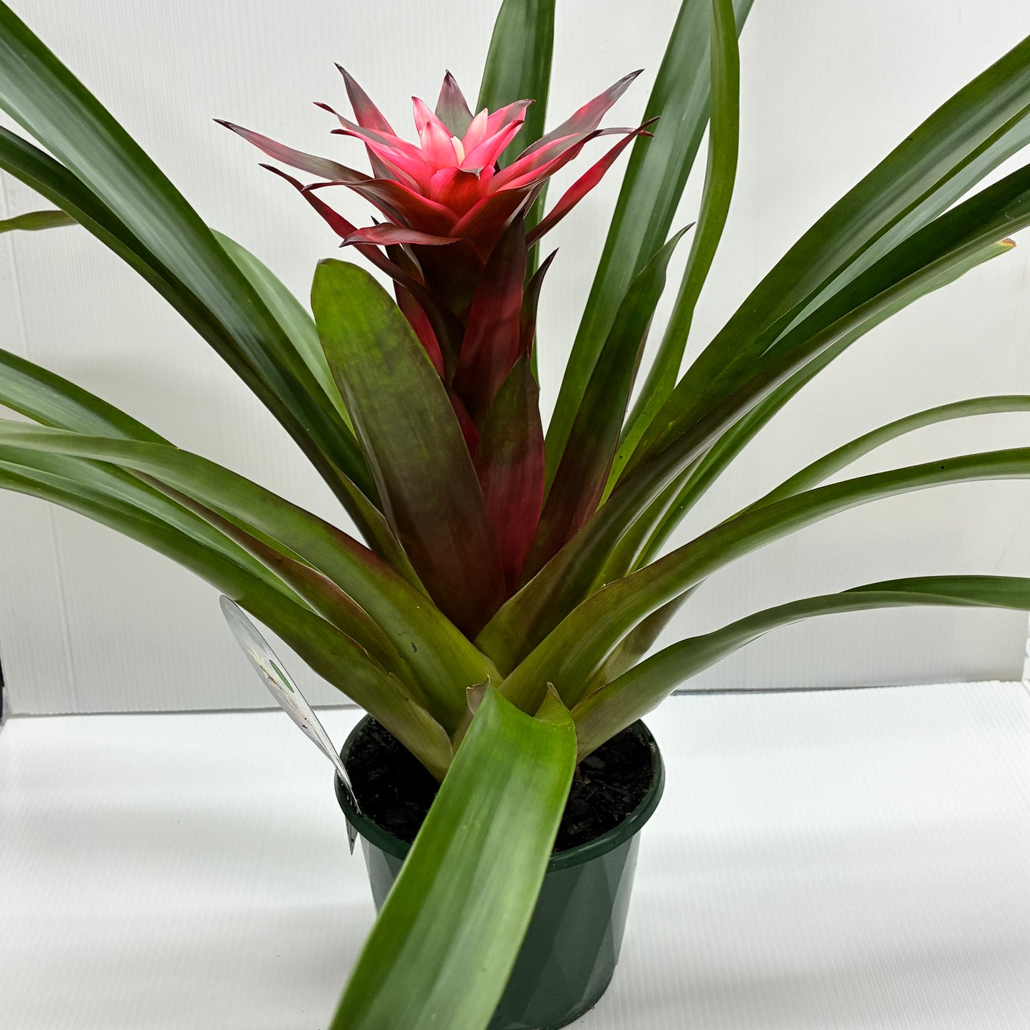 Bromeliad Red/Pink Flower