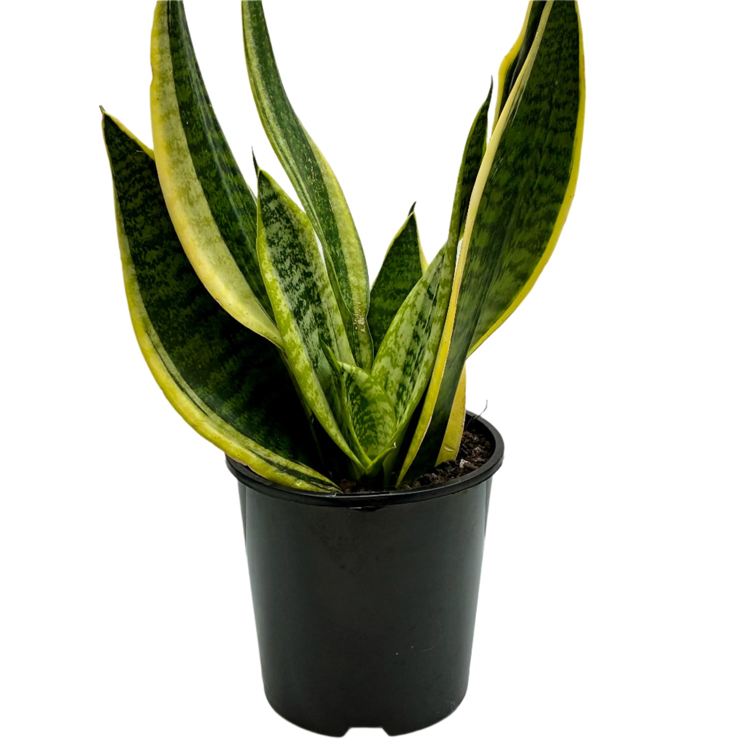 Sanserviera Superba 15cm