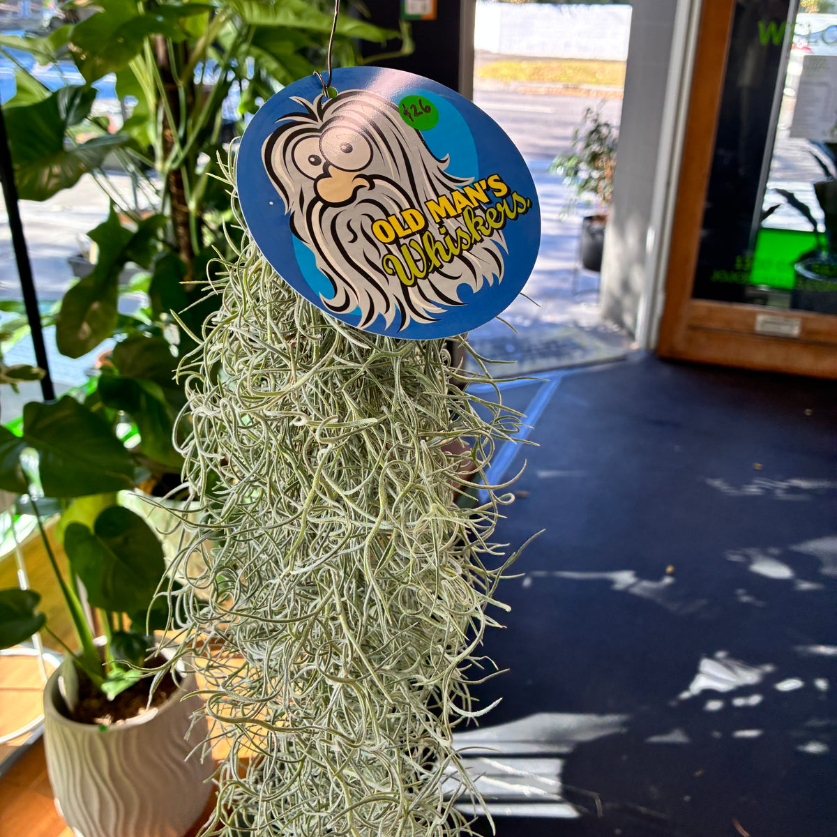 Old Man's Whiskers / Spanish Moss - JoJo's Greens