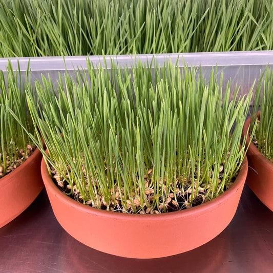 WHEATGRASS - GROWN TO ORDER - PICKUP in 7+ DAYS !