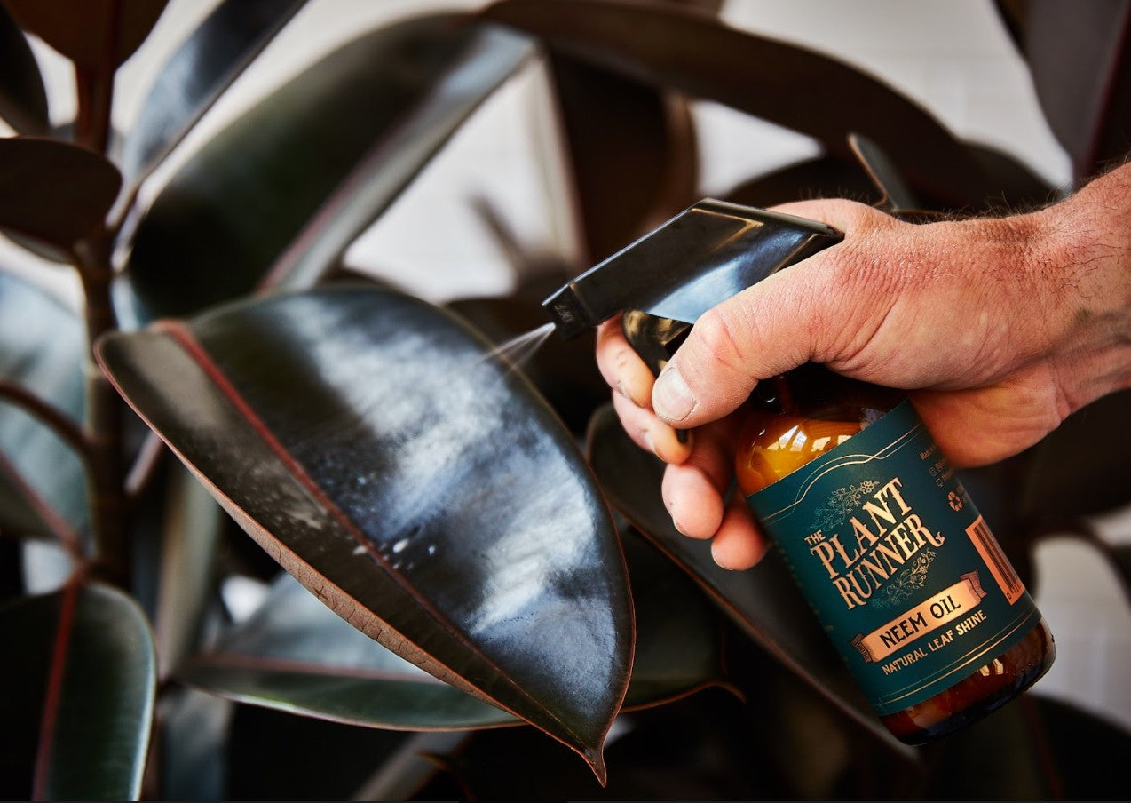 The Plant Runner Neem Oil Leaf Shine