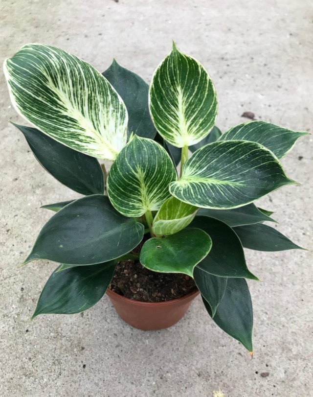 Philodendron Birkin 120mm