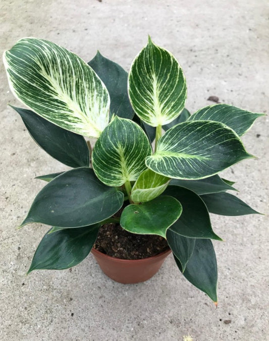 Philodendron Birkin 120mm