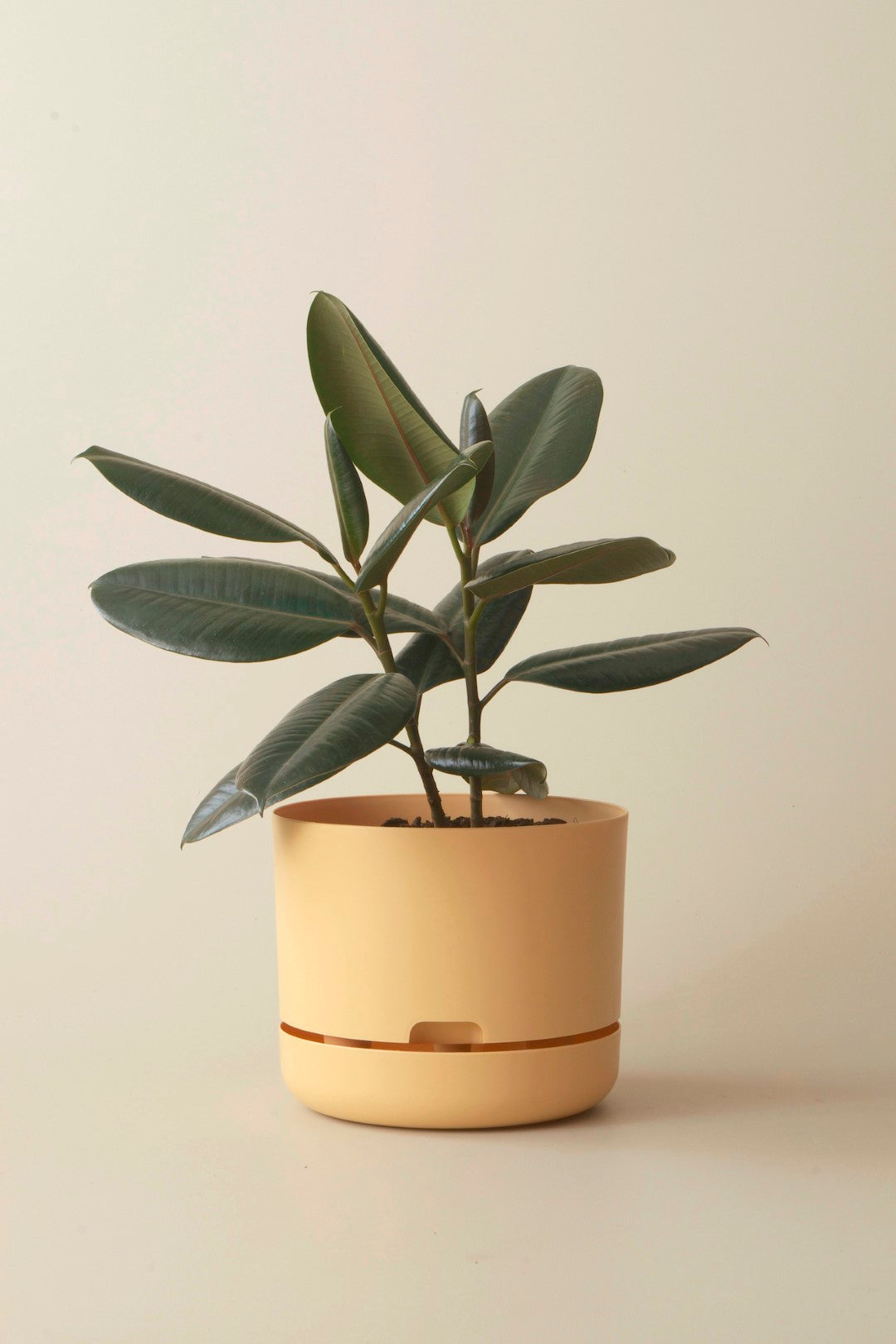 Mr Kitly Self Watering Pots - 250mm