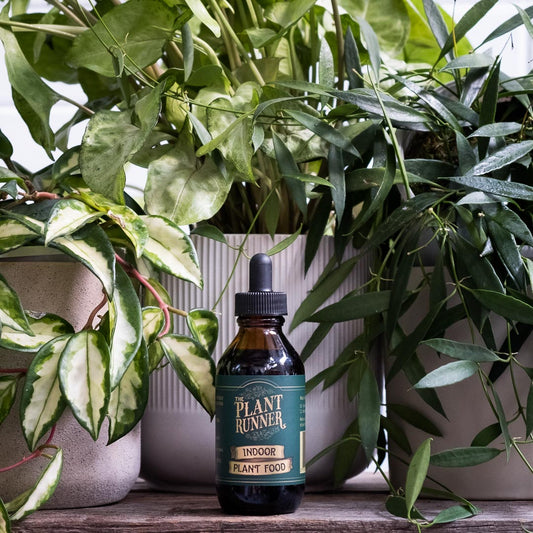 The Plant Runner - Indoor Plant Food