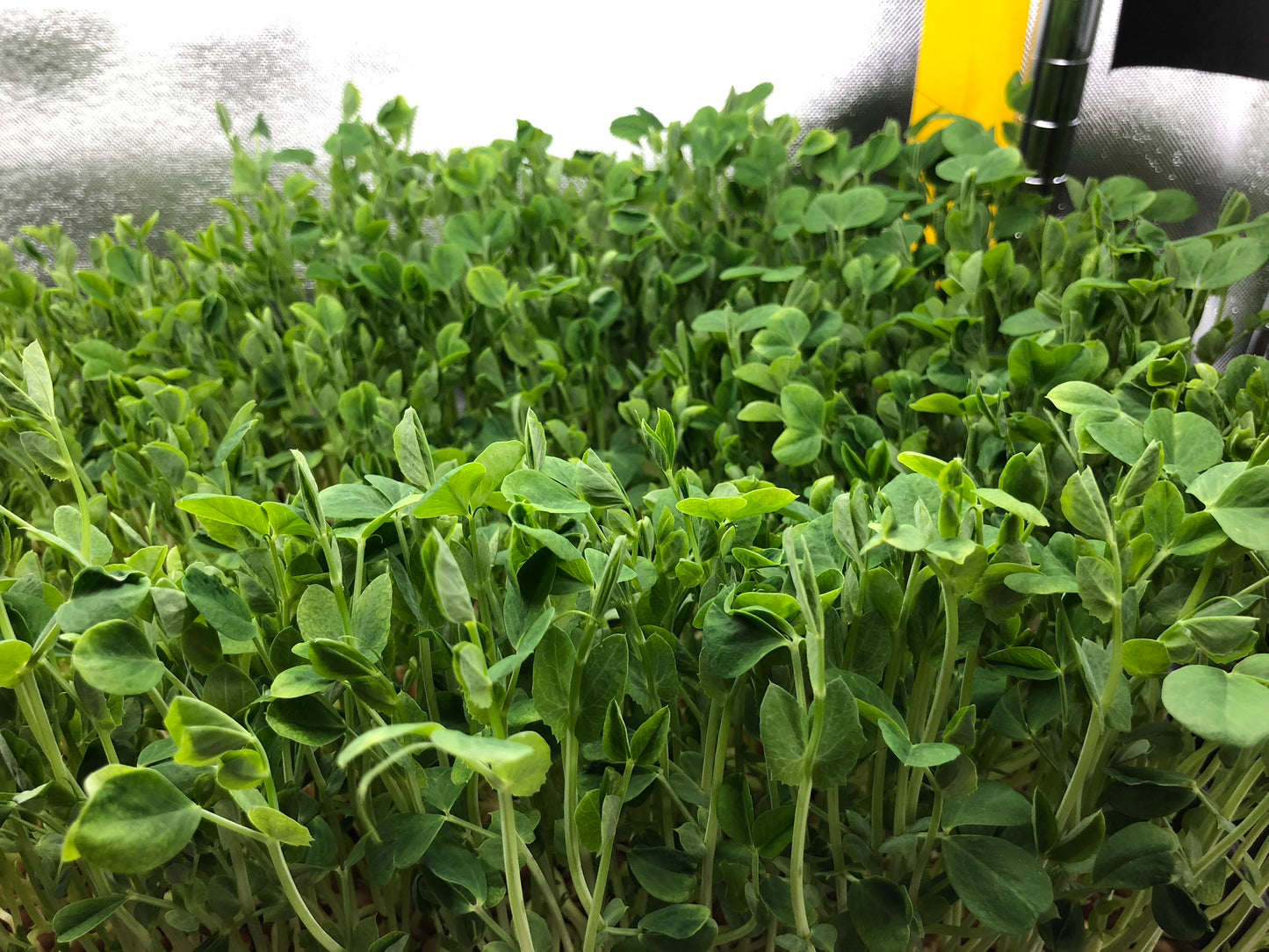 SNOW PEA - Punnet - GROWN TO ORDER !