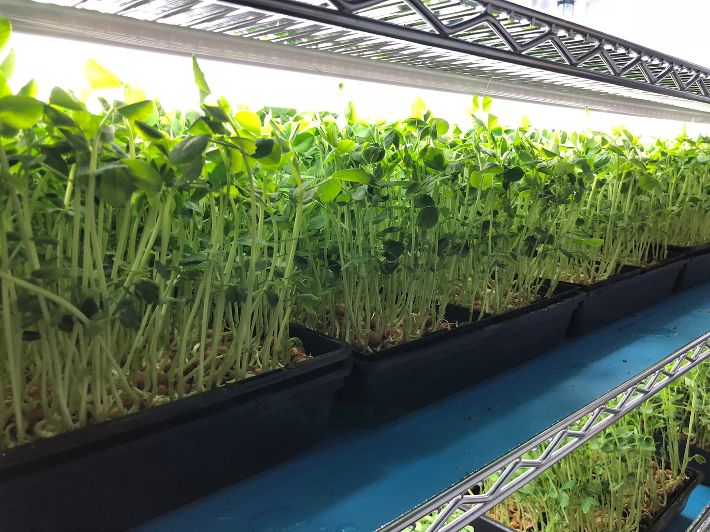 SNOW PEA - Punnet - GROWN TO ORDER !