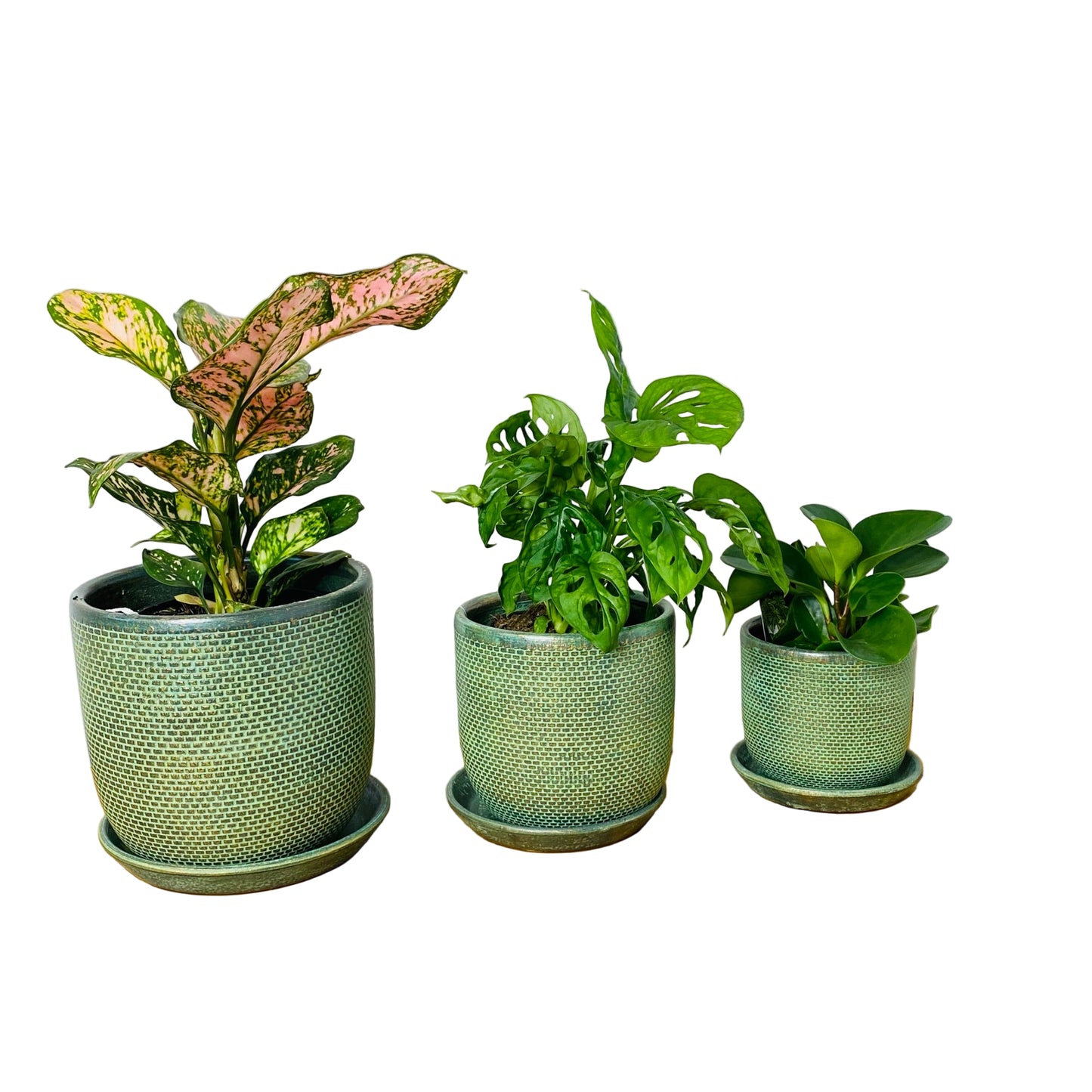 Soho Pots with Saucers - Green - 3 sizes