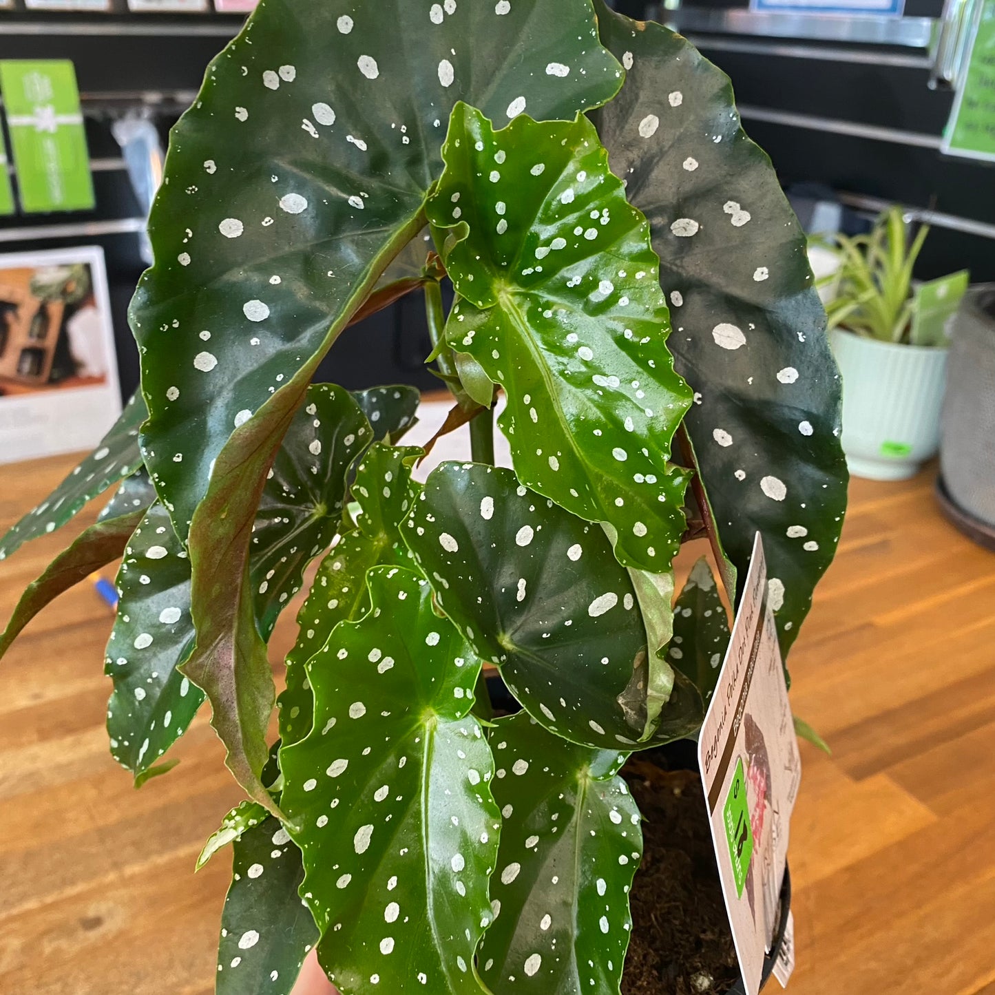 Begonia Maculata 130mm - Flowering
