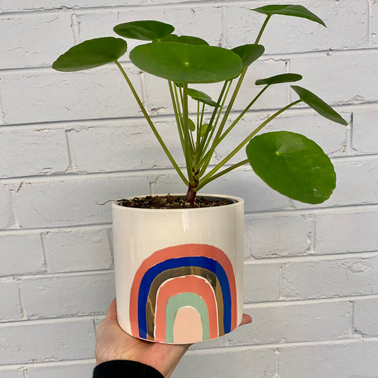 Harlequin Cermaic Pot - Pink Rainbow