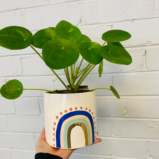 Harlequin Cermaic Pot - Blue Rainbow