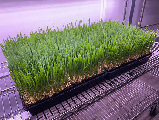 PET GRASS - Punnet - GROWN TO ORDER - PICKUP in 7 DAYS !