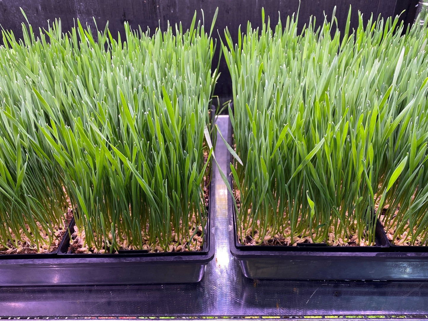 PET GRASS - Punnet - GROWN TO ORDER - PICKUP in 7 DAYS !