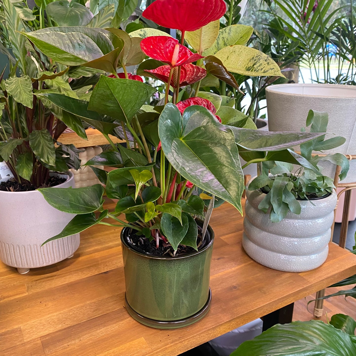 Anthurium 140mm