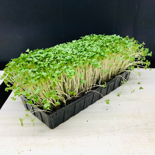 BROCCOLI - Punnet - GROWN TO ORDER !