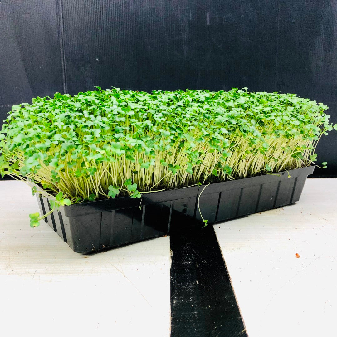 BROCCOLI - Punnet - GROWN TO ORDER !