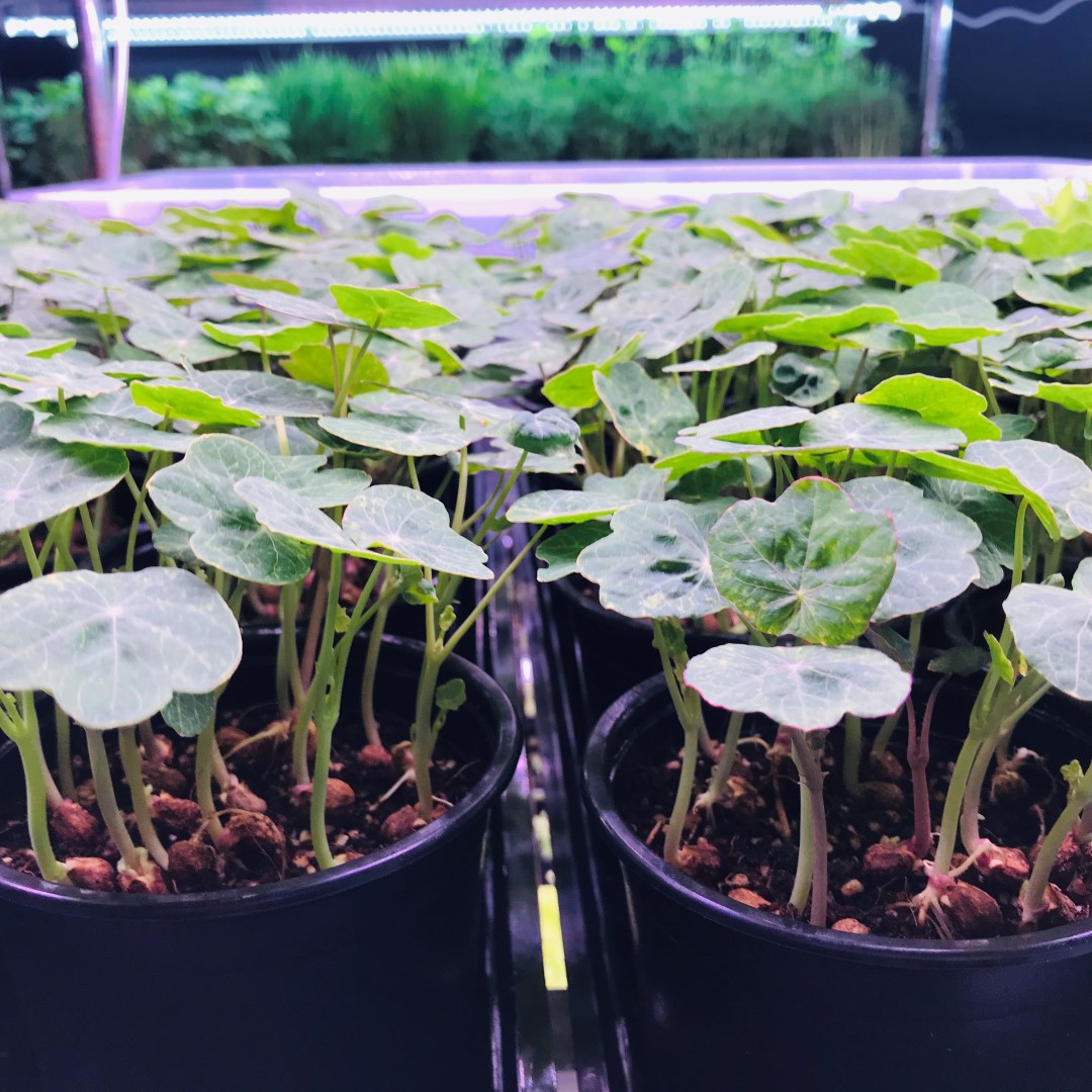 NASTURTIUM - Alaska or Blue Pepe - Live