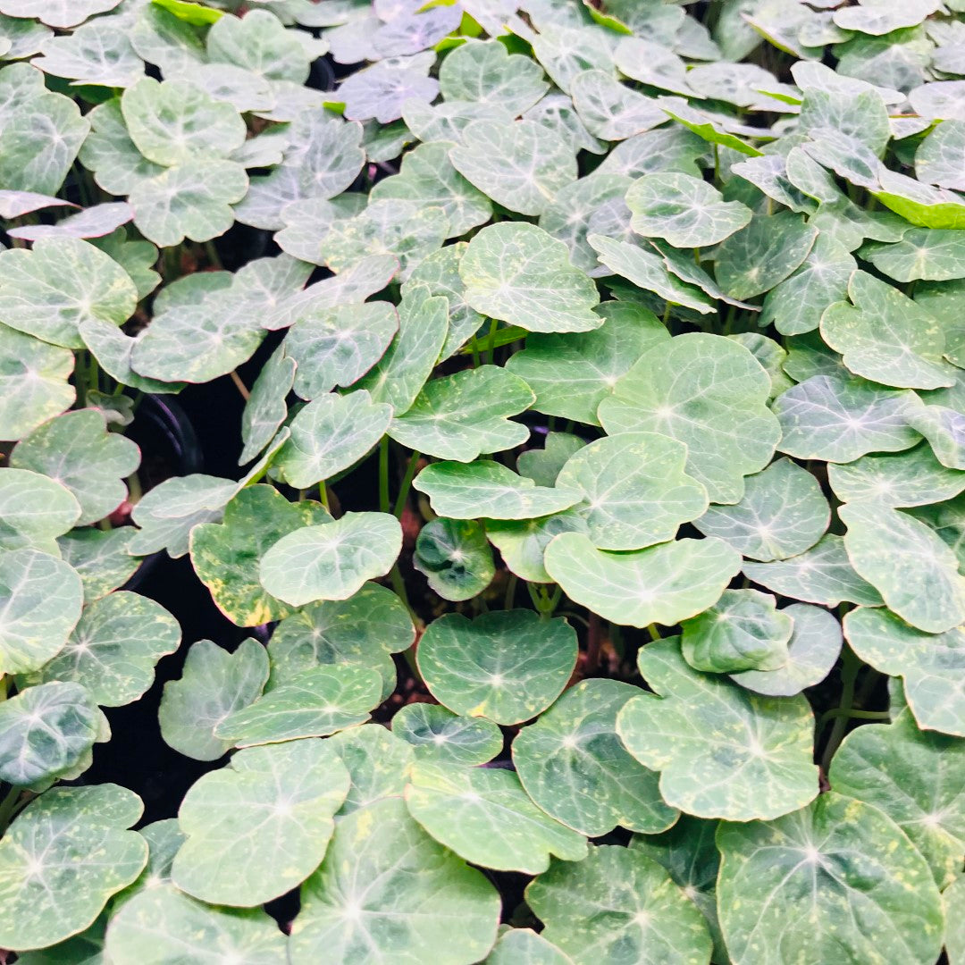 NASTURTIUM - Alaska or Blue Pepe - Live