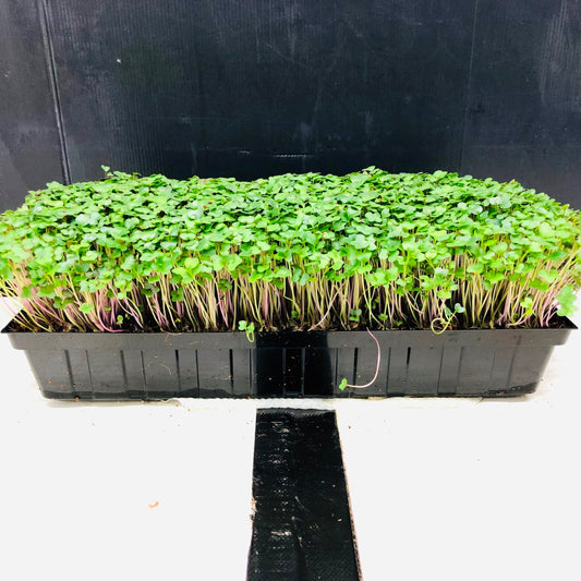 KALE - Punnet - GROWN TO ORDER !