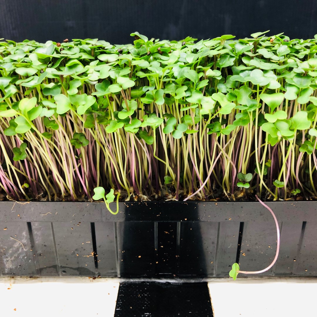KALE - Punnet - GROWN TO ORDER !