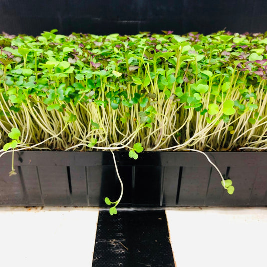 MUSTARD - Punnet - GROWN TO ORDER !