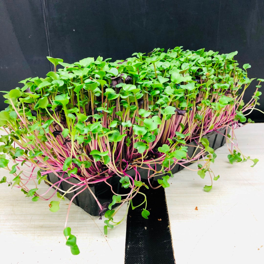 RADISH - Punnet - GROWN TO ORDER !