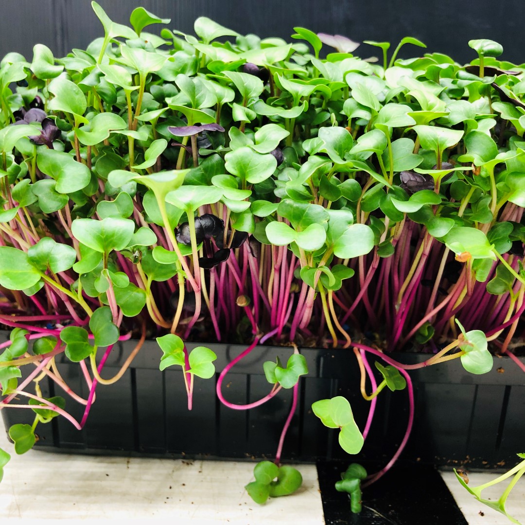 RADISH - Punnet - GROWN TO ORDER !