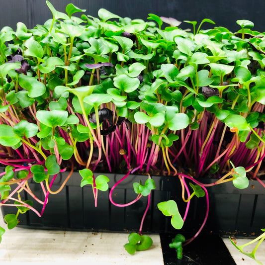 RADISH - Punnet - GROWN TO ORDER !