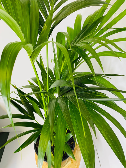 Kentia Palm 250mm