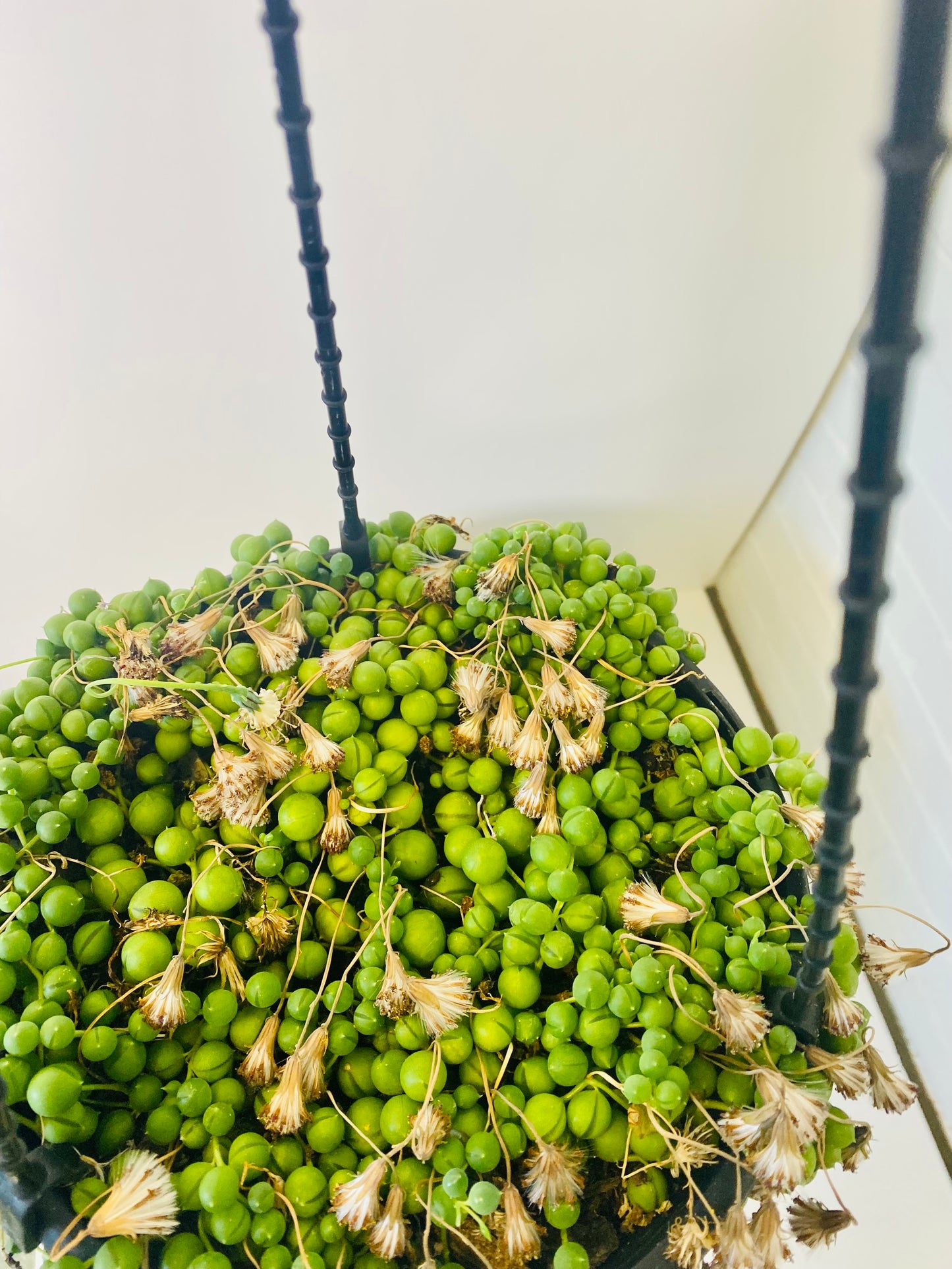 String of Pearls 20cms Hanger