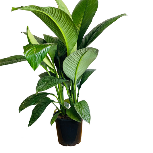 Spathiphyllum Sensation/Large Leaf Peace Lily 250cm