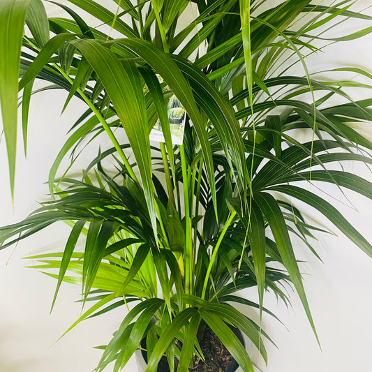 Kentia Palm 300mm