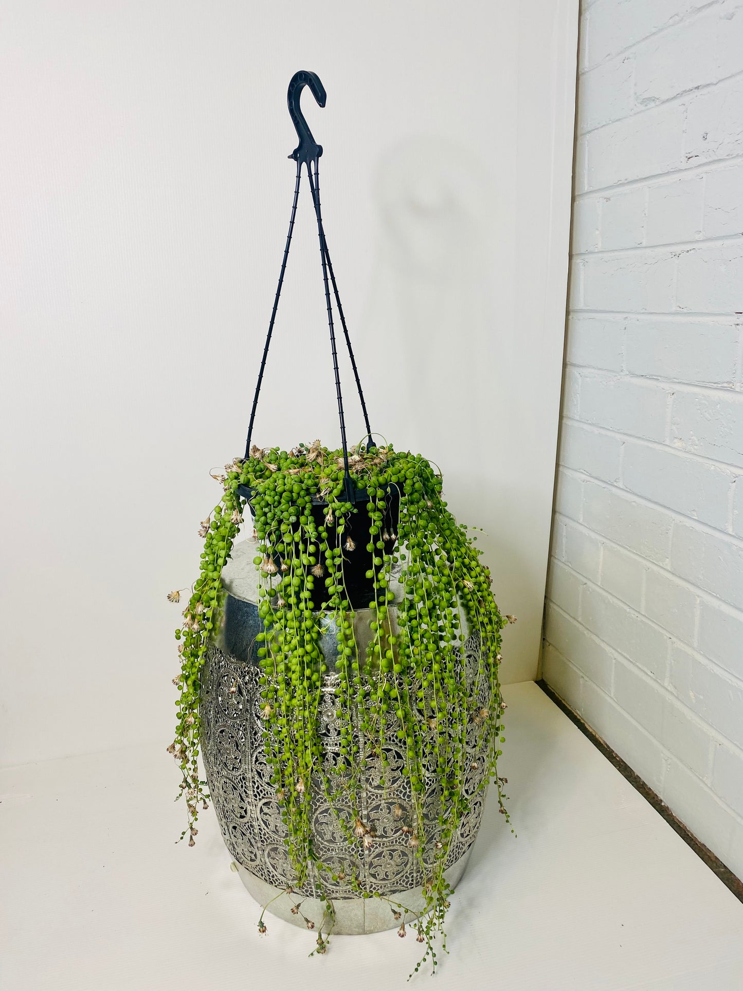 String of Pearls 20cms Hanger