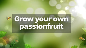 JoJo's Greens - Passionfruit Seedlings - Growing PassionFruit