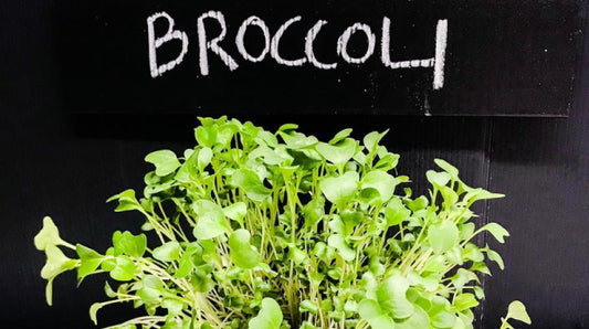 Why Broccoli Sprouts Might Actually Be A Superfood