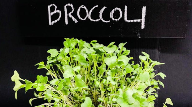 Why Broccoli Sprouts Might Actually Be A Superfood