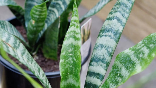 Benefits of Indoor Plants on Your Health - Diacos Nursery