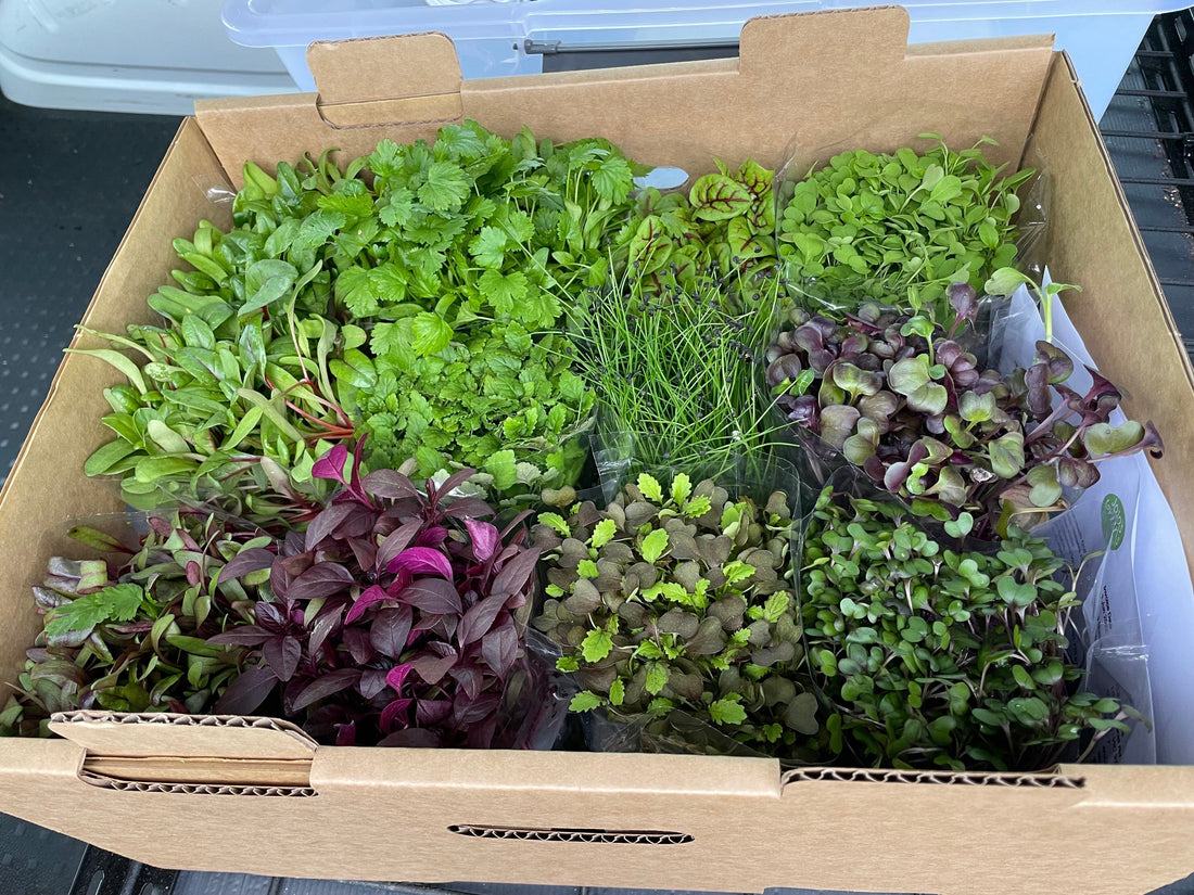 Fresh Microgreens: Health, Flavour & Wholesale Benefits | JoJo's Greens