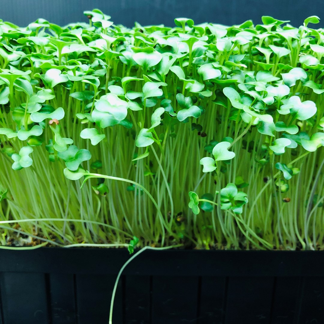 Broccoli Sprouts: Why This Tiny Microgreen Packs a Big Punch